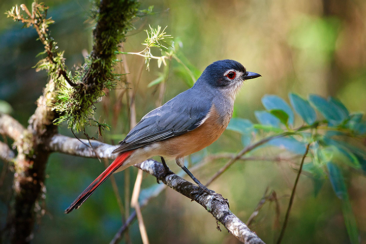 Alabama Bird Watching